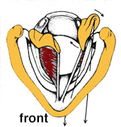 Colored illustration of arytenoid adduction